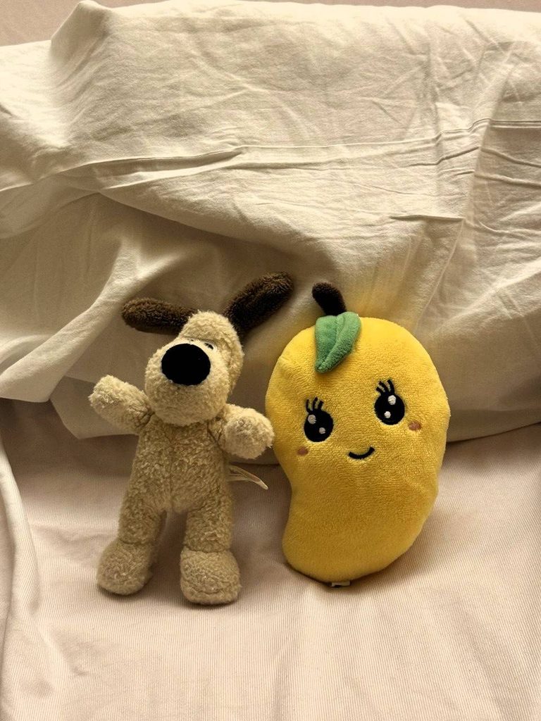 家から連れてきたグルミットとマンゴちゃんの写真